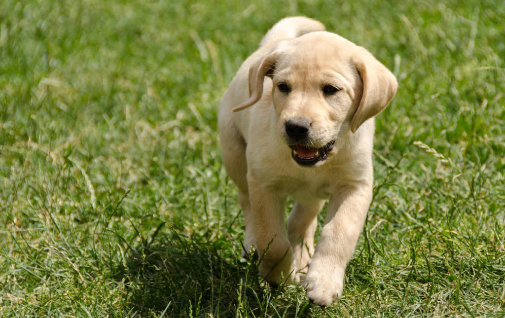 Coisas incríveis sobre seu cachorro